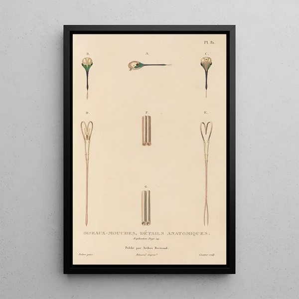 Histoire naturelle des oiseaux-mouches Pl82 - René Primevère Lesson — framed artwork on a wall