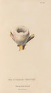 Histoire naturelle des oiseaux-mouches Pl84 - René Primevère Lesson — artwork view