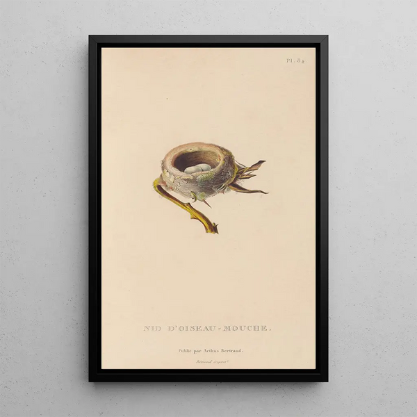 Histoire naturelle des oiseaux-mouches Pl85 - René Primevère Lesson — framed artwork on a wall