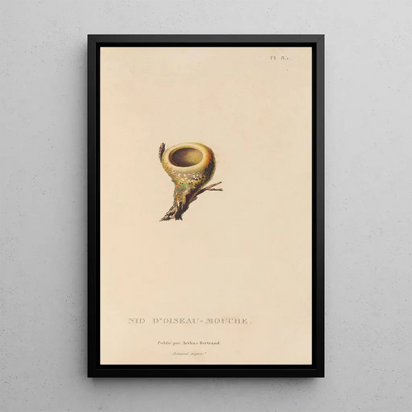 Histoire naturelle des oiseaux-mouches Pl86 - René Primevère Lesson — framed artwork on a wall