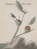 Natural History of Saint-Domingue Pl001 - René de Rabi — artwork view