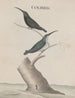 Histoire naturelle de Saint-Domingue Pl002 - René de Rabi — artwork view