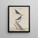 Histoire naturelle de Saint-Domingue Pl002 - René de Rabi — framed artwork on a wall