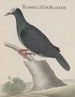 Histoire naturelle de Saint-Domingue Pl003 - René de Rabi — artwork view