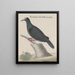 Histoire naturelle de Saint-Domingue Pl003 - René de Rabi — framed artwork on a wall