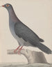 Histoire naturelle de Saint-Domingue Pl004 - René de Rabi — artwork view