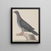 Histoire naturelle de Saint-Domingue Pl004 - René de Rabi — framed artwork on a wall