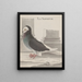 Histoire naturelle de Saint-Domingue Pl005 - René de Rabi — framed artwork on a wall