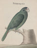 Histoire naturelle de Saint-Domingue Pl006 - René de Rabi — artwork view