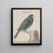 Histoire naturelle de Saint-Domingue Pl006 - René de Rabi — framed artwork on a wall