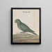 Natural History of Saint-Domingue Pl007 - René de Rabi — framed artwork on a wall