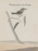 Natural History of Saint-Domingue Pl008 - René de Rabi — artwork view