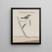 Natural History of Saint-Domingue Pl008 - René de Rabi — framed artwork on a wall