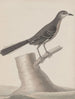 Histoire naturelle de Saint-Domingue Pl009 - René de Rabi — artwork view
