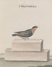 Natural History of Saint-Domingue Pl010 - René de Rabi — artwork view