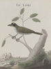 Natural History of Saint-Domingue Pl011 - René de Rabi — artwork view