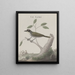 Natural History of Saint-Domingue Pl011 - René de Rabi — framed artwork on a wall