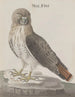 Natural History of Saint-Domingue Pl012 - René de Rabi — artwork view