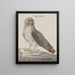 Natural History of Saint-Domingue Pl012 - René de Rabi — framed artwork on a wall
