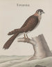 Natural History of Saint-Domingue Pl013 - René de Rabi — artwork view