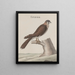 Natural History of Saint-Domingue Pl013 - René de Rabi — framed artwork on a wall