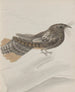 Histoire naturelle de Saint-Domingue Pl014 - René de Rabi — artwork view