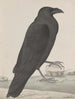 Natural History of Saint-Domingue Pl015 - René de Rabi — artwork view