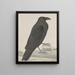Natural History of Saint-Domingue Pl015 - René de Rabi — framed artwork on a wall