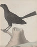 Natural History of Saint-Domingue Pl016 - René de Rabi — artwork view