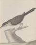 Natural History of Saint-Domingue Pl017 - René de Rabi — artwork view