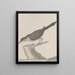 Natural History of Saint-Domingue Pl017 - René de Rabi — framed artwork on a wall
