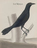 Histoire naturelle de Saint-Domingue Pl018 - René de Rabi — artwork view