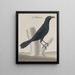 Histoire naturelle de Saint-Domingue Pl018 - René de Rabi — framed artwork on a wall