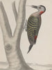 Natural History of Saint-Domingue Pl019 - René de Rabi — artwork view