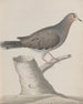 Histoire naturelle de Saint-Domingue Pl020 - René de Rabi — artwork view