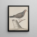 Histoire naturelle de Saint-Domingue Pl020 - René de Rabi — framed artwork on a wall