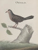 Natural History of Saint-Domingue Pl021 - René de Rabi — artwork view