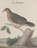 Histoire naturelle de Saint-Domingue Pl022 - René de Rabi — artwork view