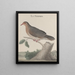 Histoire naturelle de Saint-Domingue Pl022 - René de Rabi — framed artwork on a wall
