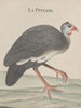 Natural History of Saint-Domingue Pl024 - René de Rabi — artwork view
