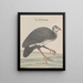 Natural History of Saint-Domingue Pl024 - René de Rabi — framed artwork on a wall