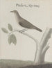 Natural History of Saint-Domingue Pl025 - René de Rabi — artwork view