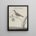 Natural History of Saint-Domingue Pl025 - René de Rabi — framed artwork on a wall