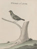 Natural History of Saint-Domingue Pl026 - René de Rabi — artwork view