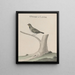 Natural History of Saint-Domingue Pl026 - René de Rabi — framed artwork on a wall
