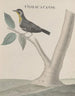 Natural History of Saint-Domingue Pl027 - René de Rabi — artwork view