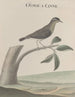 Natural History of Saint-Domingue Pl028 - René de Rabi — artwork view