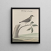 Natural History of Saint-Domingue Pl028 - René de Rabi — framed artwork on a wall