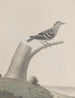 Natural History of Saint-Domingue Pl029 - René de Rabi — artwork view