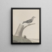 Natural History of Saint-Domingue Pl029 - René de Rabi — framed artwork on a wall